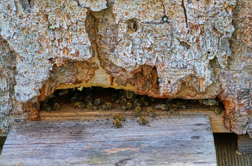 viele Bienen vor ihrem Bienenstock