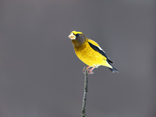 Male Evening Grosbeak in Winter, Portrait