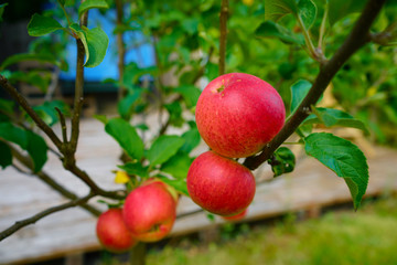 Knallrote Äpfel an einem Apfelbaum vor einer Terasse