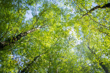 Overhead birch tree canopy of branches and lime green leaves