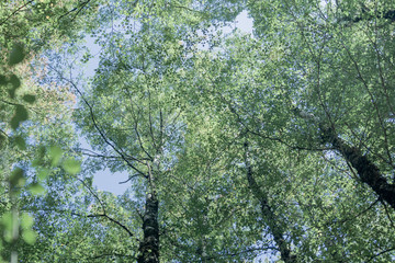 Fototapeta premium Overhead birch tree canopy of branches and lime green leaves