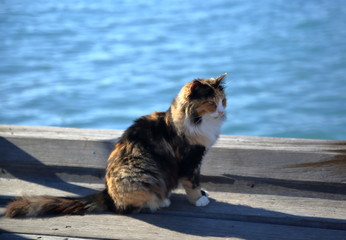 Puszysty, pręgowany kot siedzi na drewnianym pomoście, w tle rozmyte morze o pięknej błekitnej barwie
