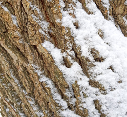 Fototapeta na wymiar Tree old bark texture with snow background