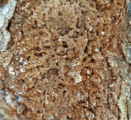 Decomposed tree bark texture, with holes close up.