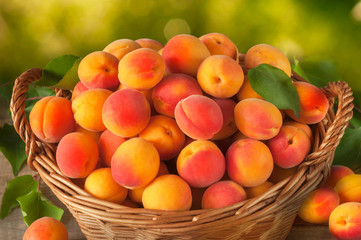 Many freshly picked ripe apricots with leaves in a basket on a wooden background.