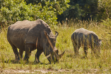 Obraz premium Ziwa Rhino Sanctuary
