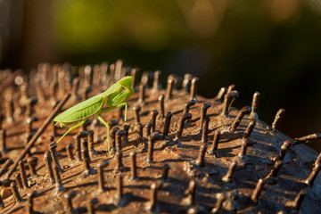 Wildlife of Murchison Falls National Park