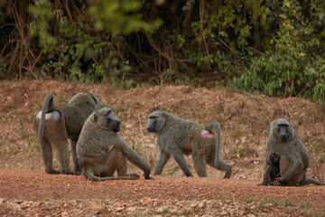 Wildlife of Murchison Falls National Park
