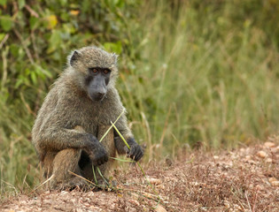Wildlife of Murchison Falls National Park