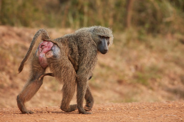 Wildlife of Murchison Falls National Park