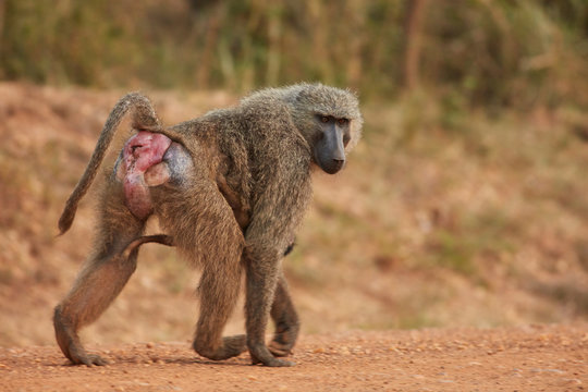 Wildlife of Murchison Falls National Park