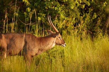Naklejka na ściany i meble Wildlife of Murchison Falls