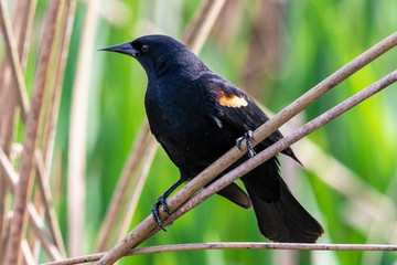Fototapeta premium Male Red-winged Blackbird on some straw in a wetlands