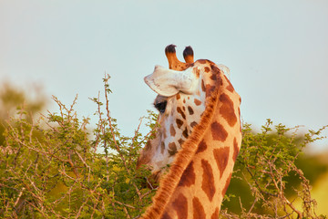 Wildlife of Murchison Falls