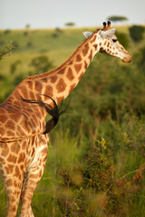 Wildlife of Murchison Falls