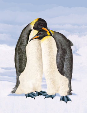 manchot, pingouin, oiseau, animal, romantique, amour, saint Valentin, couple, romance, tristesse, compassion, tendresse, antarctique, neige, blanc,, nature, faune, glace, hiver, froid, empereur, joli