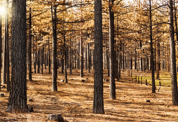 Trees in a forest after a wildfire.