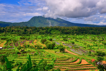 Fototapeta na wymiar Scenic view of the rice terraces in Bali