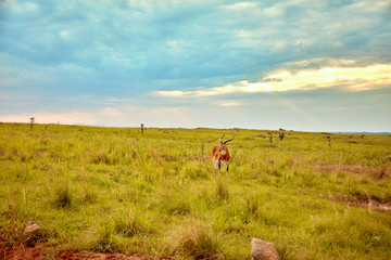 Naklejka premium Murchison Falls National Park