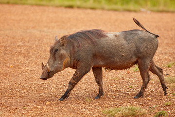 Fototapeta premium Wildlife of Murchison Falls
