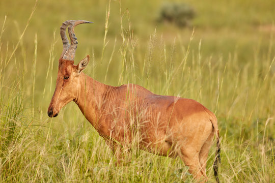 Wildlife of Murchison Falls