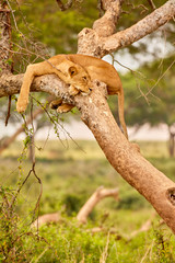 Wildlife of Murchison Falls