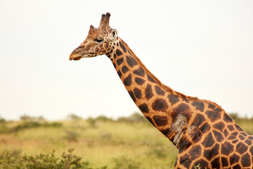 Murchison Falls Wildlife