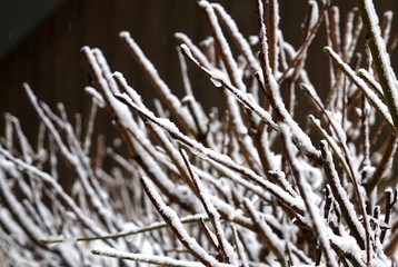 Gewirr verschneiter Äste eines Strauches vor dunklem Hintergrund