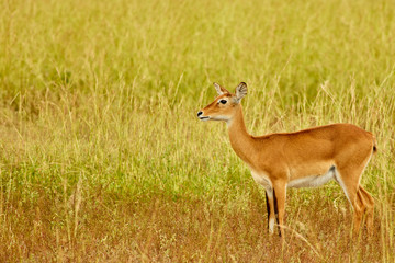 Murchison Falls Wildlife