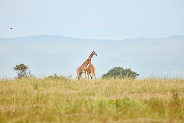 Murchison Falls Wildlife
