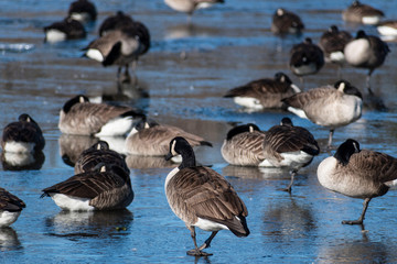 canada goose walking on frozen pond
