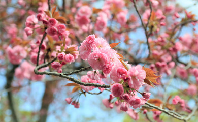 京都の満開の八重桜