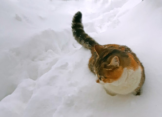 A cute cat is in deep snow