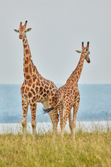 Murchison Falls Wildlife