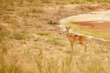 Murchison Falls Wildlife