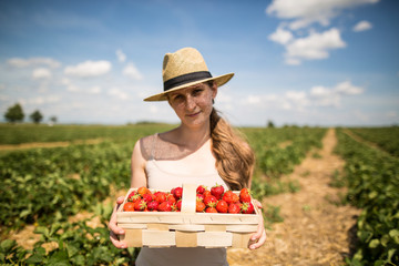 Young woman in straw hat picking strawberries on the field. Beautiful sunny day, great for relaxation in nature.