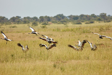 Murchison Falls Wildlife
