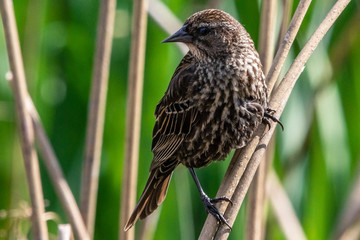 Female Red-winged Blackbird perched on some straw in a wetlands
