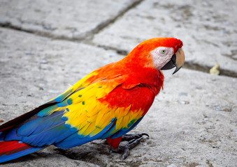 Macaw Close up, Honduras