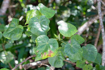 Candlenut leaves in The Daintree rainforest, Queensland, Australia