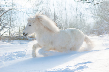 Fototapeta na wymiar snowy white cute fluffy pony runs free in snowy winter