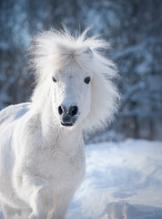 snowy white cute fluffy pony portrait closeup with winter background behind