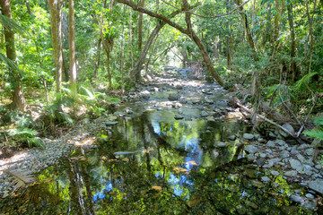 Fototapeta na wymiar Reflections on idyllic Oliver Creek in The Daintree, Tropical North Queensland, Australia