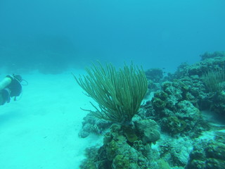 Mergulho em Providencia