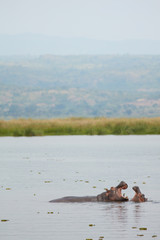 Fototapeta premium Murchison Falls Wildlife