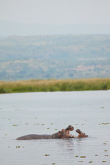 Murchison Falls Wildlife