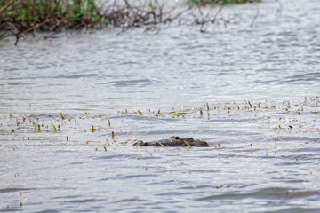 Submerged Crocodile, Belize