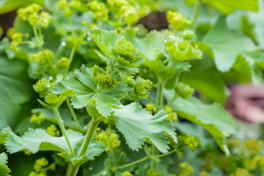 close up of Alchemilla vulgaris - lady's mantle plant with flowers in bloom