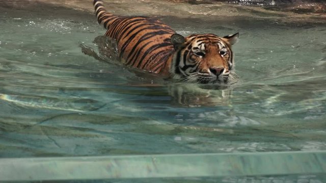 Bengal Tiger diving underwater