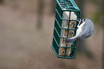 A single tufted titmouse (Baeolophus bicolor) perching on green suet feeder enjoy eating and relaxing on the background of blurry garden, Winter in Georgia USA.